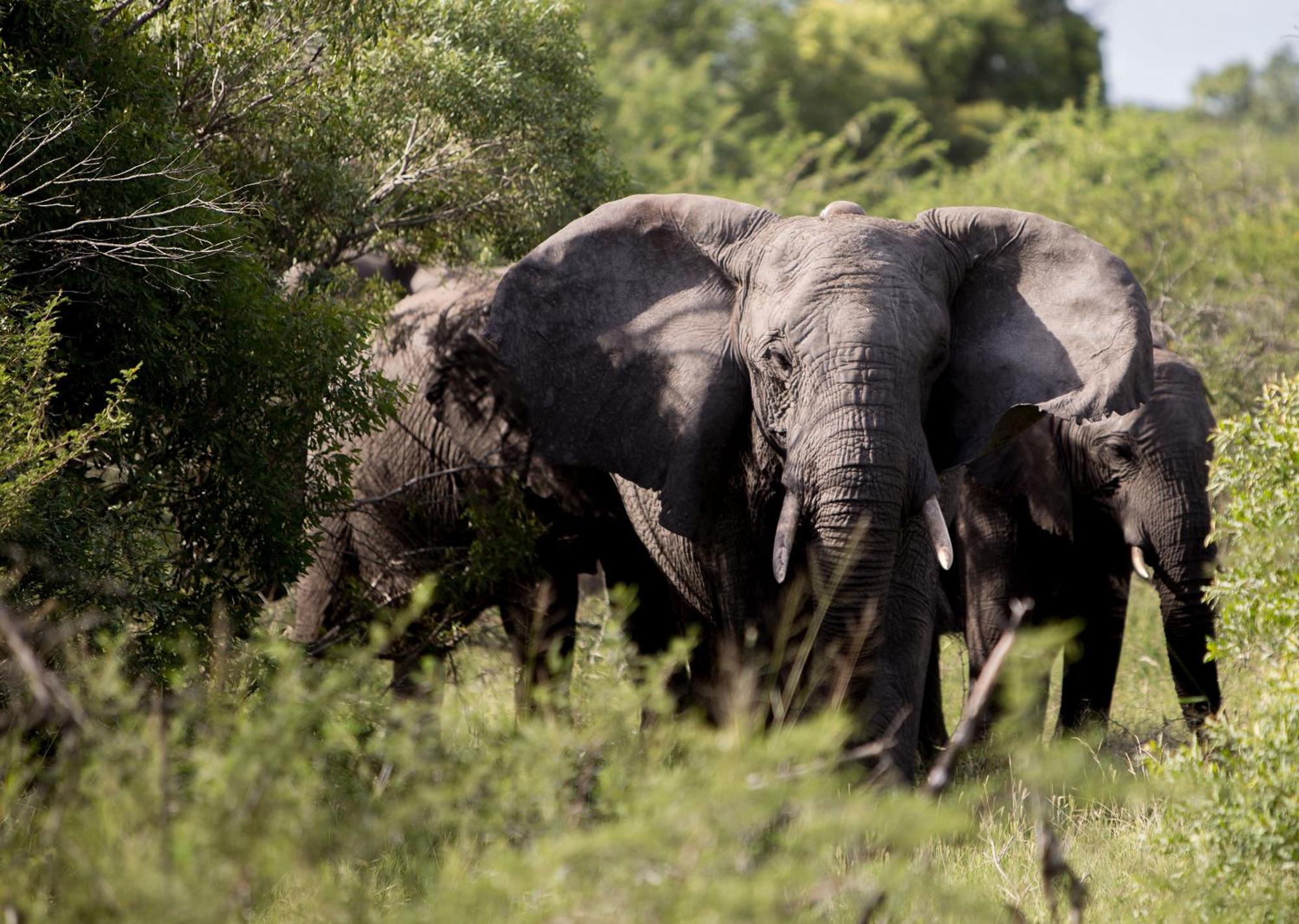 Royal Thonga Safari Lodge Sihangwane Ngoại thất bức ảnh