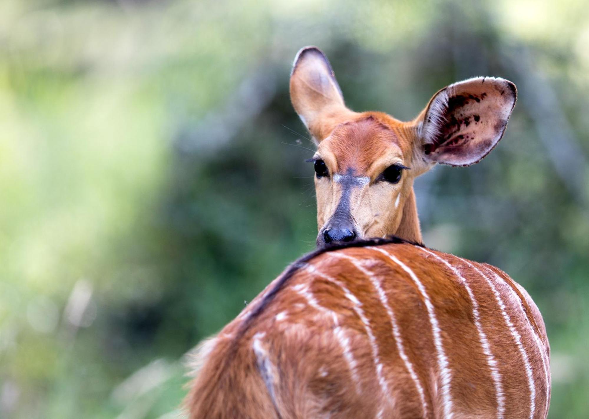 Royal Thonga Safari Lodge Sihangwane Ngoại thất bức ảnh