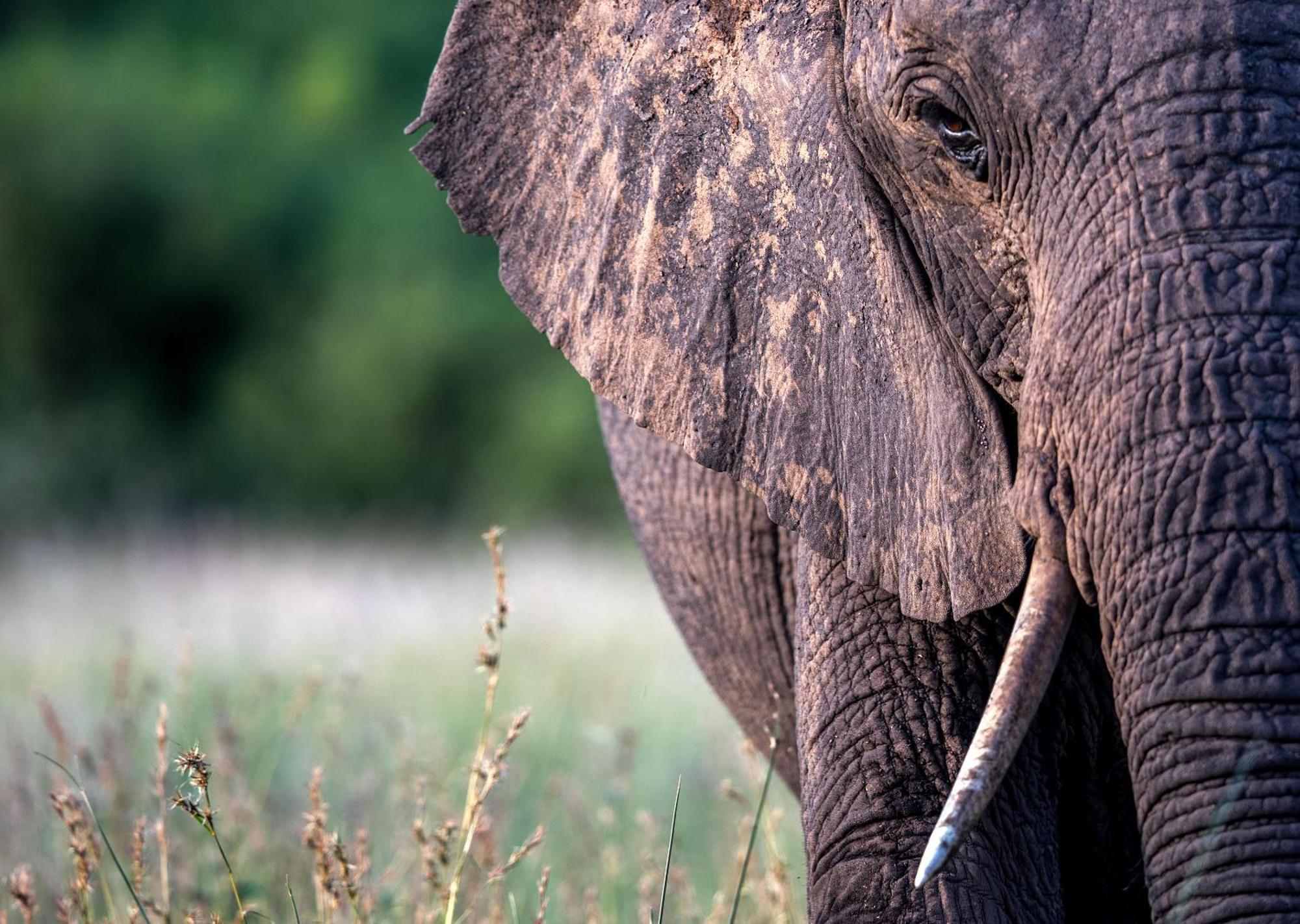 Royal Thonga Safari Lodge Sihangwane Ngoại thất bức ảnh