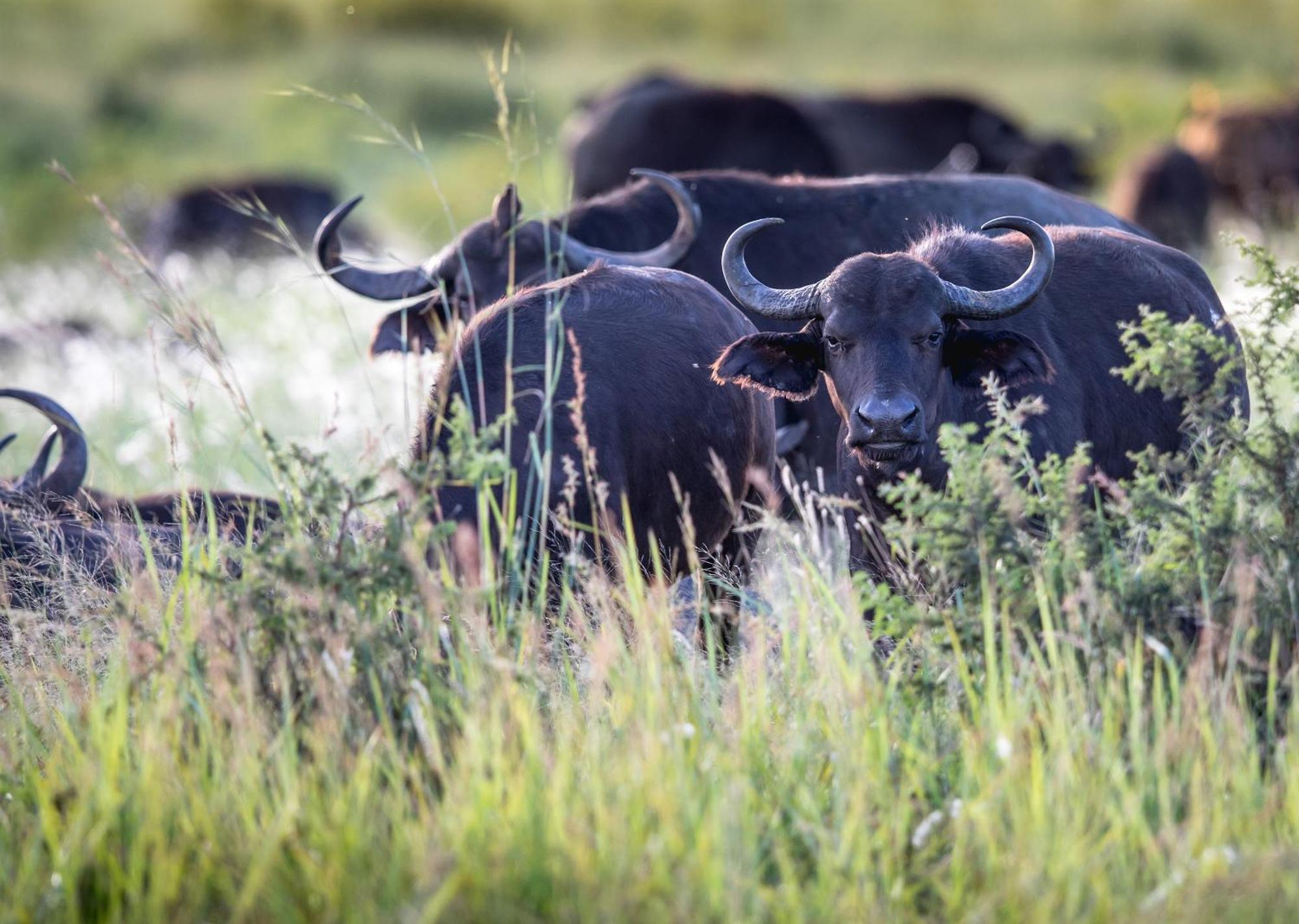 Royal Thonga Safari Lodge Sihangwane Ngoại thất bức ảnh