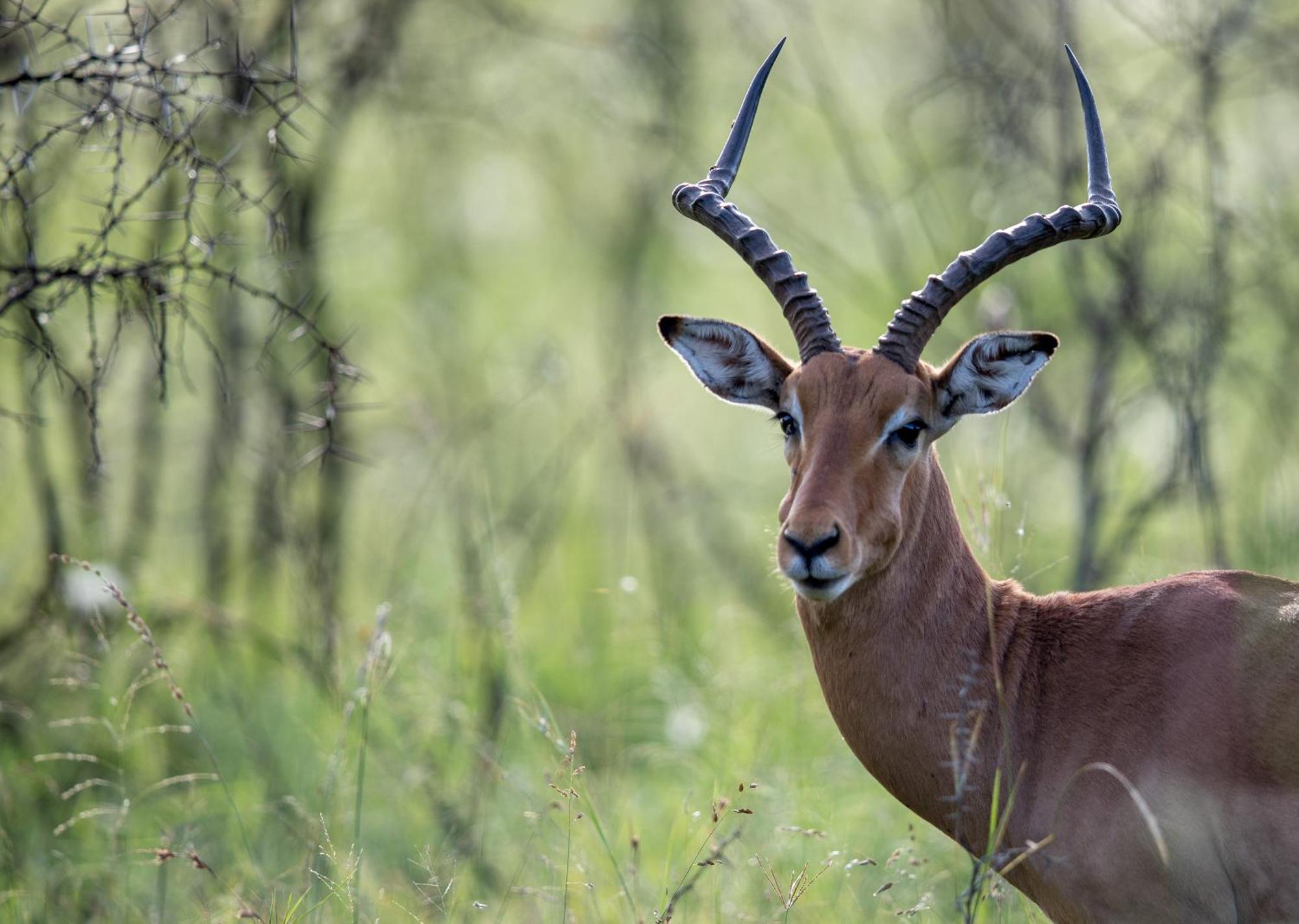 Royal Thonga Safari Lodge Sihangwane Ngoại thất bức ảnh