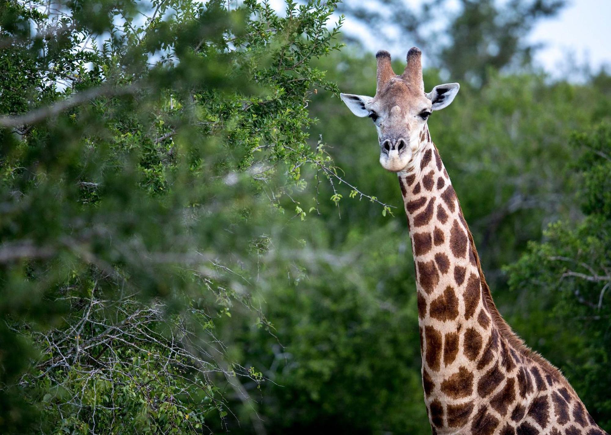 Royal Thonga Safari Lodge Sihangwane Ngoại thất bức ảnh