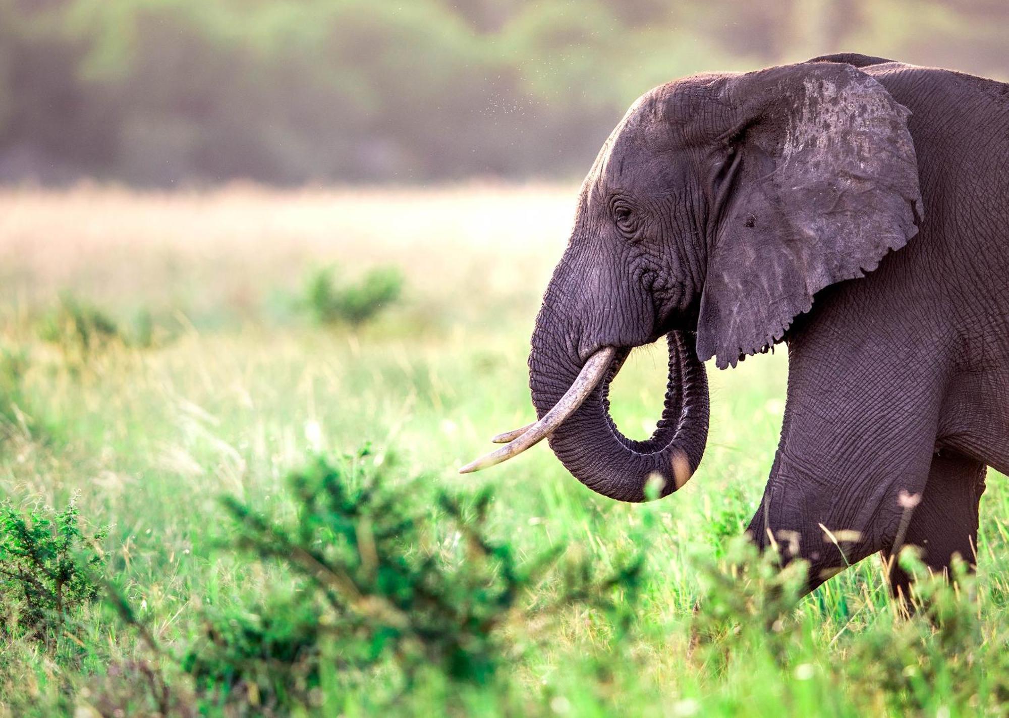Royal Thonga Safari Lodge Sihangwane Ngoại thất bức ảnh