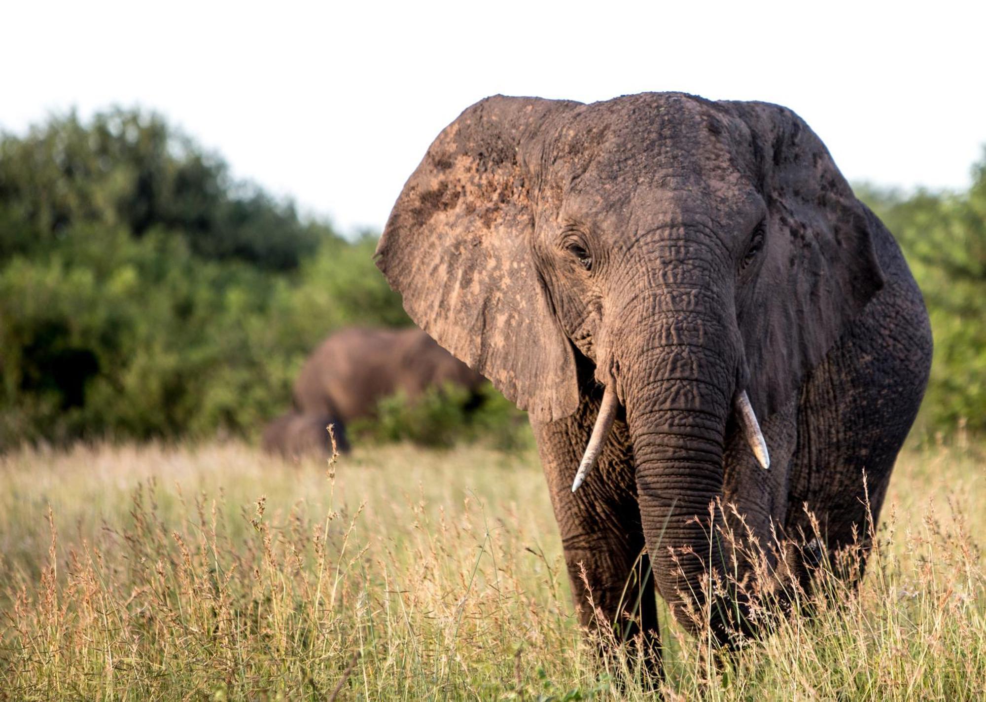 Royal Thonga Safari Lodge Sihangwane Ngoại thất bức ảnh