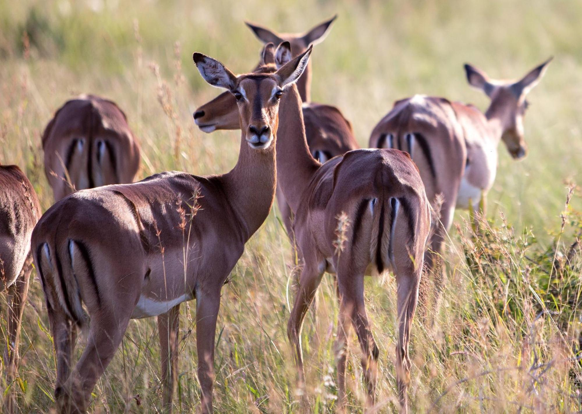 Royal Thonga Safari Lodge Sihangwane Ngoại thất bức ảnh