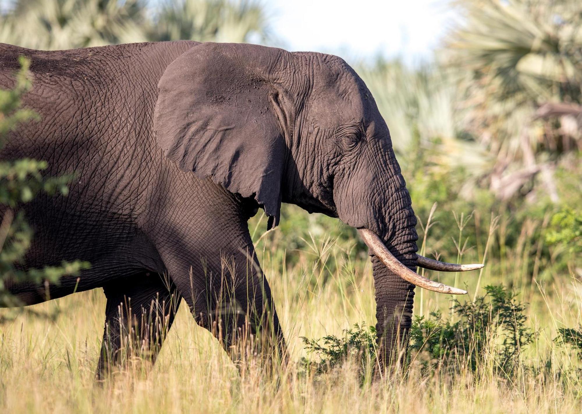 Royal Thonga Safari Lodge Sihangwane Ngoại thất bức ảnh
