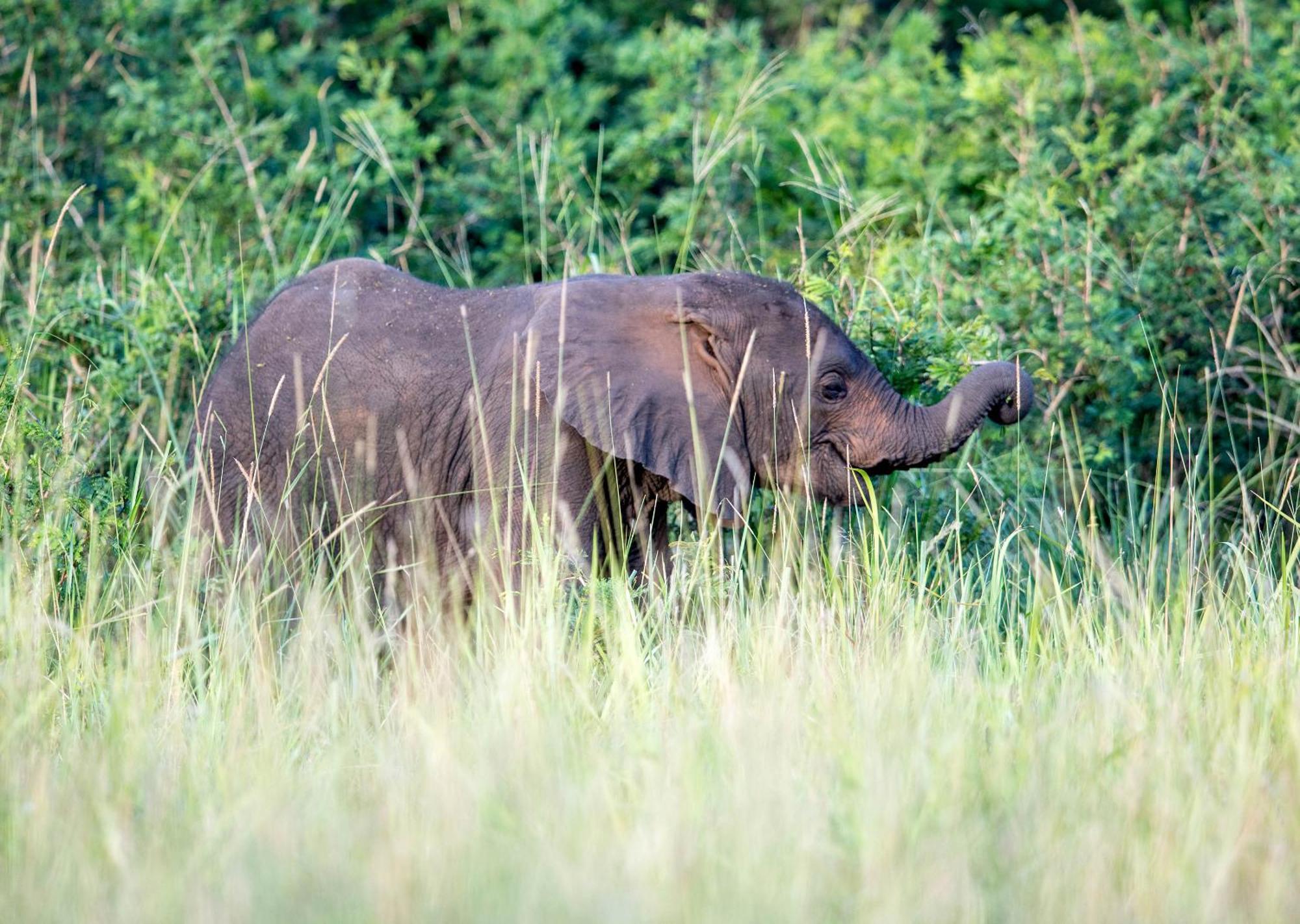 Royal Thonga Safari Lodge Sihangwane Ngoại thất bức ảnh